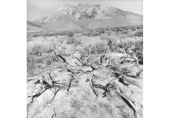 Lee Friedlander California